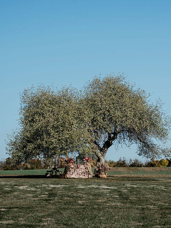 Old apple tree with a floral arrangement at its base in an open field under a clear blue sky.
